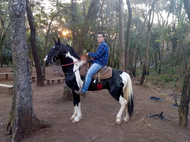 Cavalo Garanhão Marchador Pampa de Preto