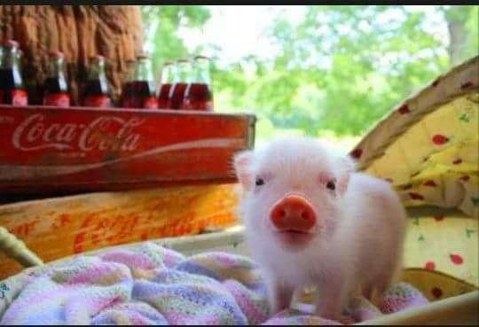 Compro Mini Pig