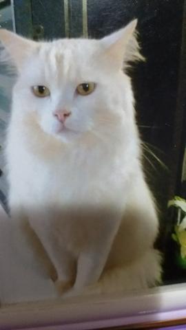 Compro gato angorá branco