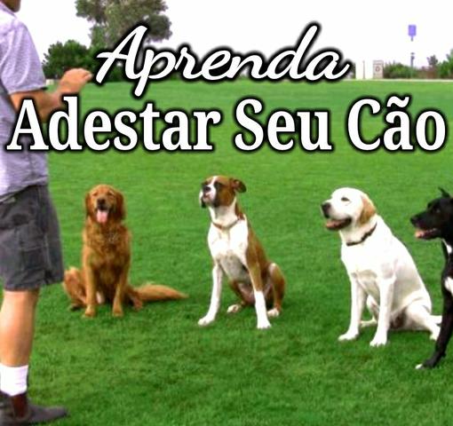 Adestramento Canino - Curso Adestrar Seu Cão (EBooks Digital)