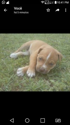 Pit Bull Red Nose