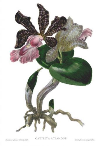 Gravuras De Flores - 2 Orquídea Cattleya Aclandiae -