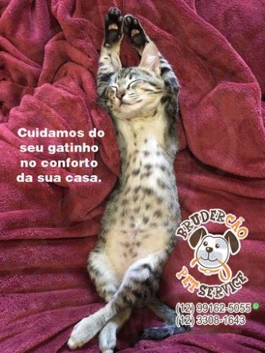 Cuidadores para Gatos São José dos Campos