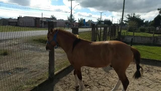 Vendo Cavalo Crioulo gateado, 8 anos, Capão da Canoa