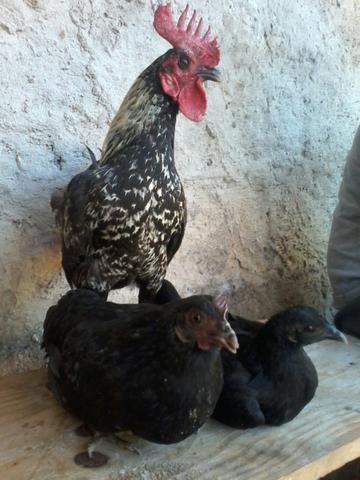 Casal de galinhas Ganize + uma galinha Ganizer pinto