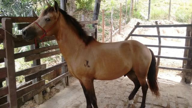 Cavalo Marcha Picada/Largo