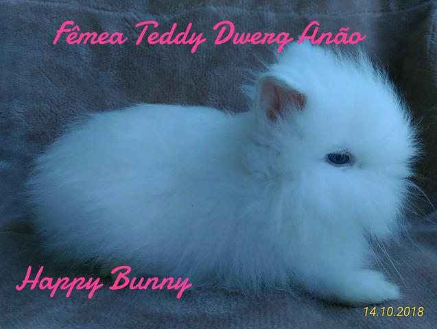 Mini coelhos Anão Teddy Dwerg