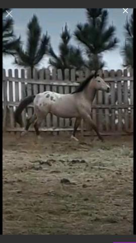 Cavalo Apaloosa 6 anos
