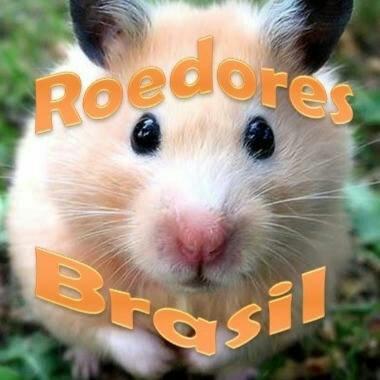 Grupo roedores brasil