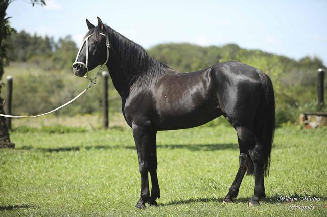 Cavalo Lusitano-Garanhão
