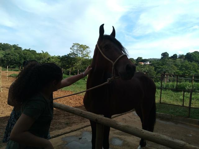 Cavalo Mangalarga marchador, 4 anos. R$
