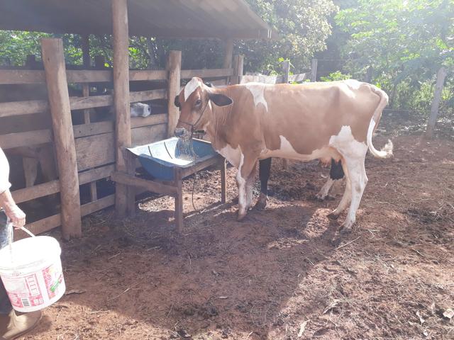 Vaca Girolanda
