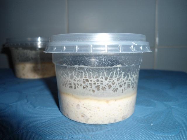 Start micro vermes da aveia - Frete Gratis