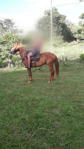 Cavalo Mangalarga Machador