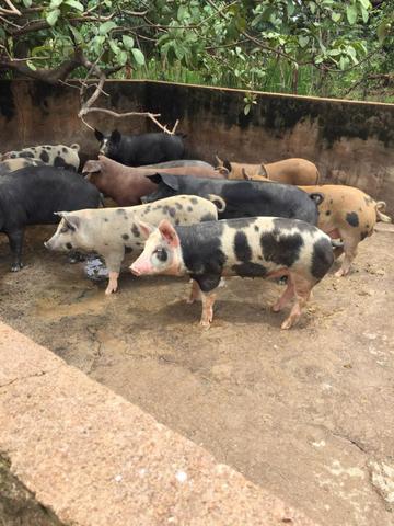 Porcos pro NATAL(Doação) 64-