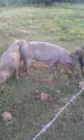 Leitoes Sendo Piau Puro E Mesticos Duroc Vazlon Brasil