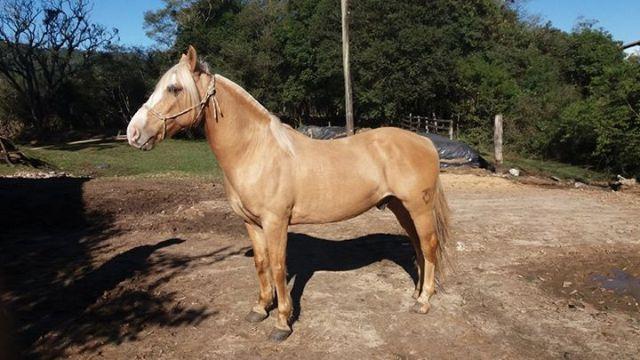 Cavalo Criolo Baio Ruano Encerado Pelagem Diferenciada Vazlon Brasil