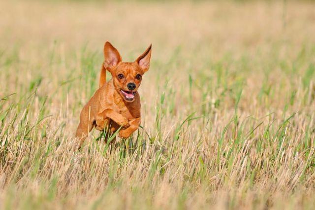 cachorro macho ou femea da raca pinscher 0 marron e preto | Vazlon Brasil