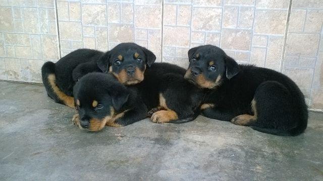 Lindos Filhotes De Rottweiler Dias Pai E Mae Puros Ofertas