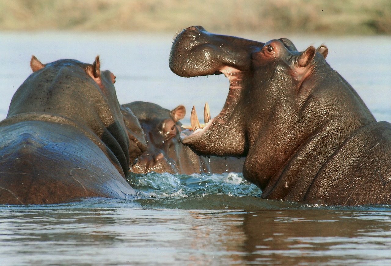 Quanto tempo o hipopótamo fica sem respirar embaixo da água?
