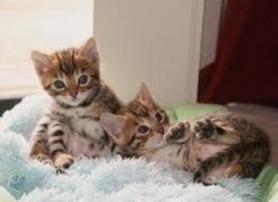 Temos dois gatinhos bonitos de Bengal disponíveis. - Rio de