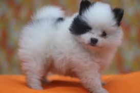 Spitz Alemão Anão Lulu da Pomerânea - São Paulo - São