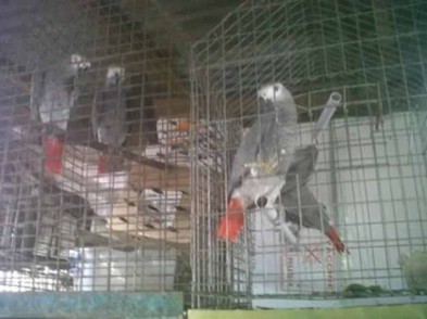 Cinza africano papagaios de fala disponíveis para venda -