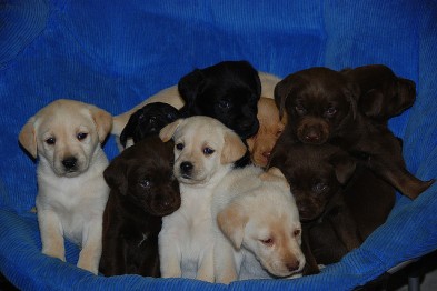 Magnifiques chiots Labrador Retriever pour adoption. - Rio