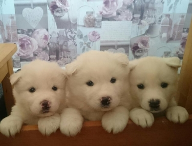 7 Akita cachorros Ready To Go en 2 semanas para Navidad -