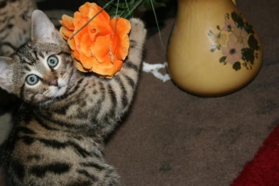 Hermosos gatitos Toyger nariz kata para navidad - Goiânia -