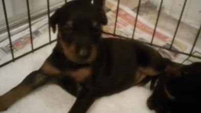 Registrados Puros Cachorros Pedigree Dobermann para Navidad