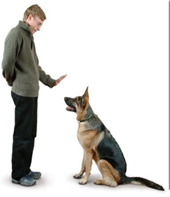Adestramento De Cães + Frete Grátis