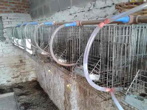 Bebedouro Automatico Para Coelho, Hammester-promocao