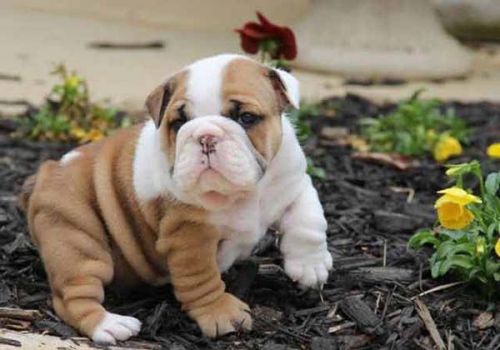 Bulldog inglês - 3 meses com Pedigree