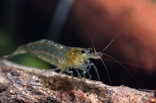 Camarão Malawa Do Sulawesi - Pacote C/ 10 Camarões