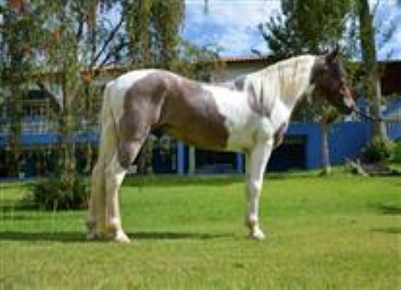 Cavalo mangalarga pampa a venda em Belo horizonte
