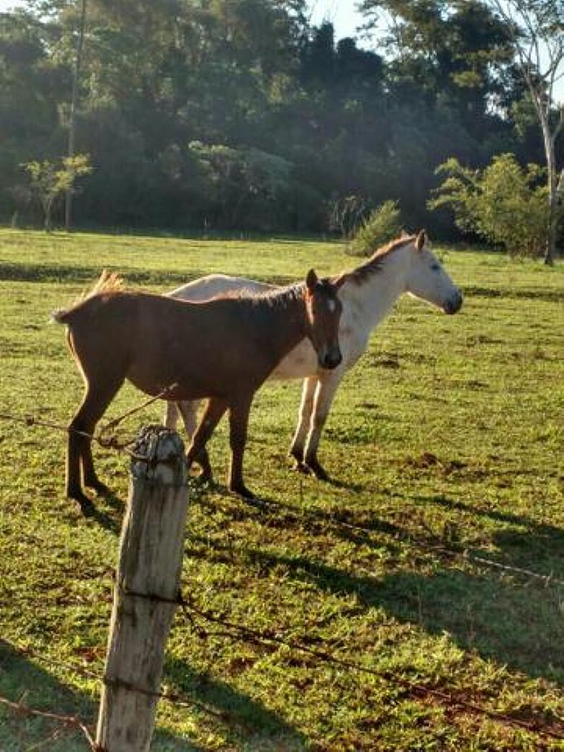 Cavalo mestiço casal a venda em São paulo