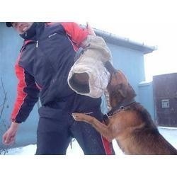 Ebook Adestramento Canino - Cães - Cachorro