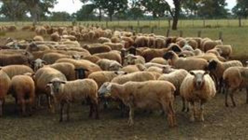 Lote de ovelhas a venda a venda em São paulo