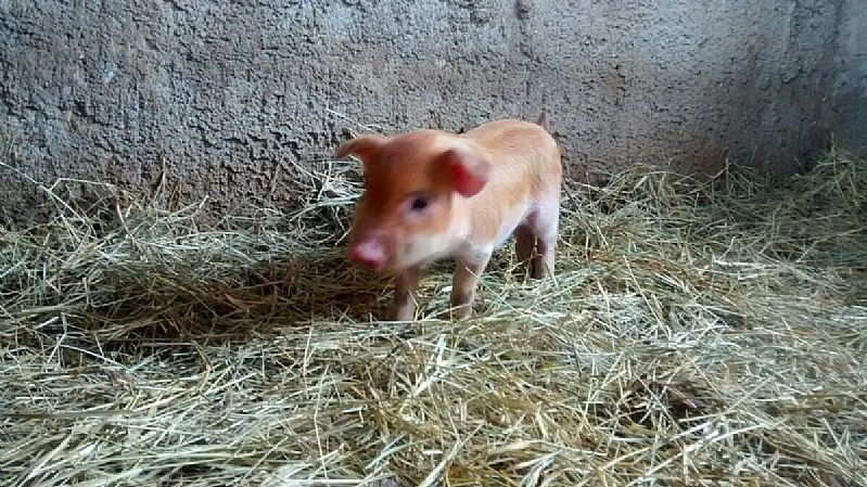 Mini porcos mini pigs casal para quem quer criar