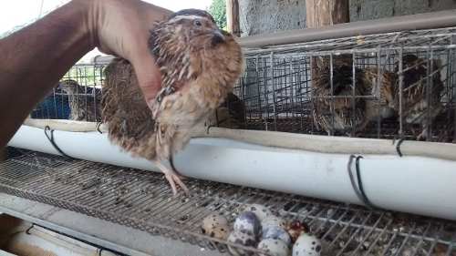 Ovos Galado De Codorna Gigante