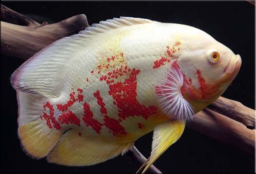 Peixe Oscar Red Tigre Albino Importado Padrão Top 2