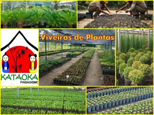 Plantas e mudas direto do produtor