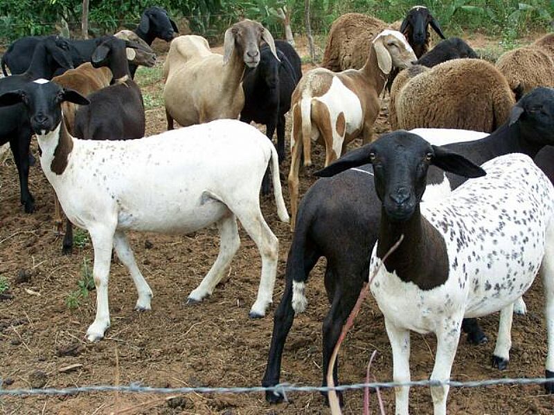Criacao de cabras a venda a venda em São lourenço da mata