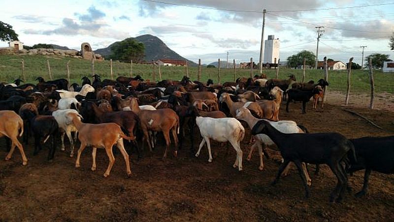 Ovinos e caprinos para abate a venda em São lourenço da