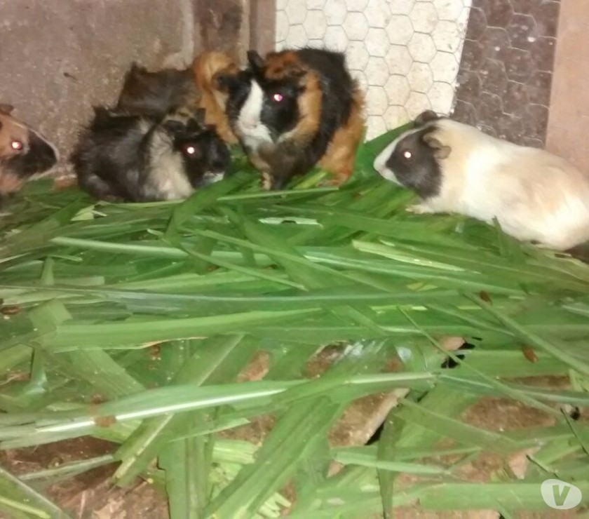 Porquinhos da Índia