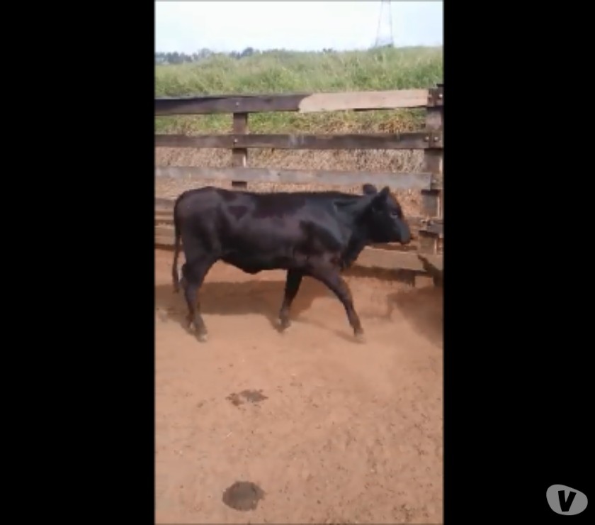 28 Bezerras Nelore x Angus