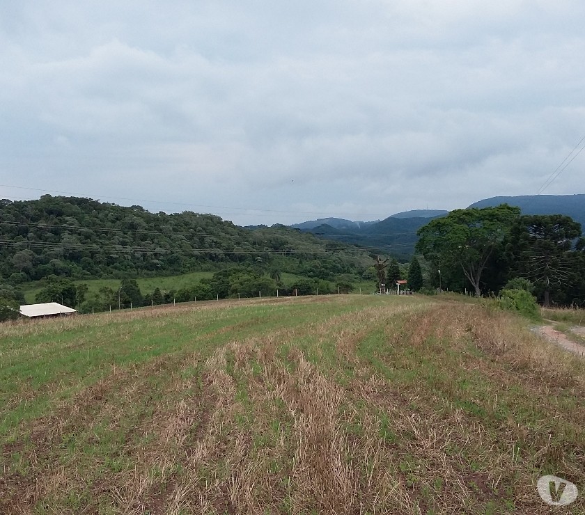 Areá Rural para plantação em Campo Largo Bairro Felpudo