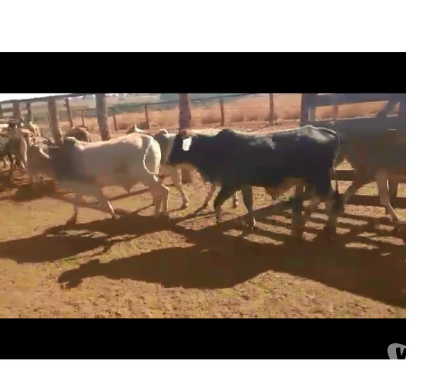 200 Bezerros NeloreAneloradoCruzado