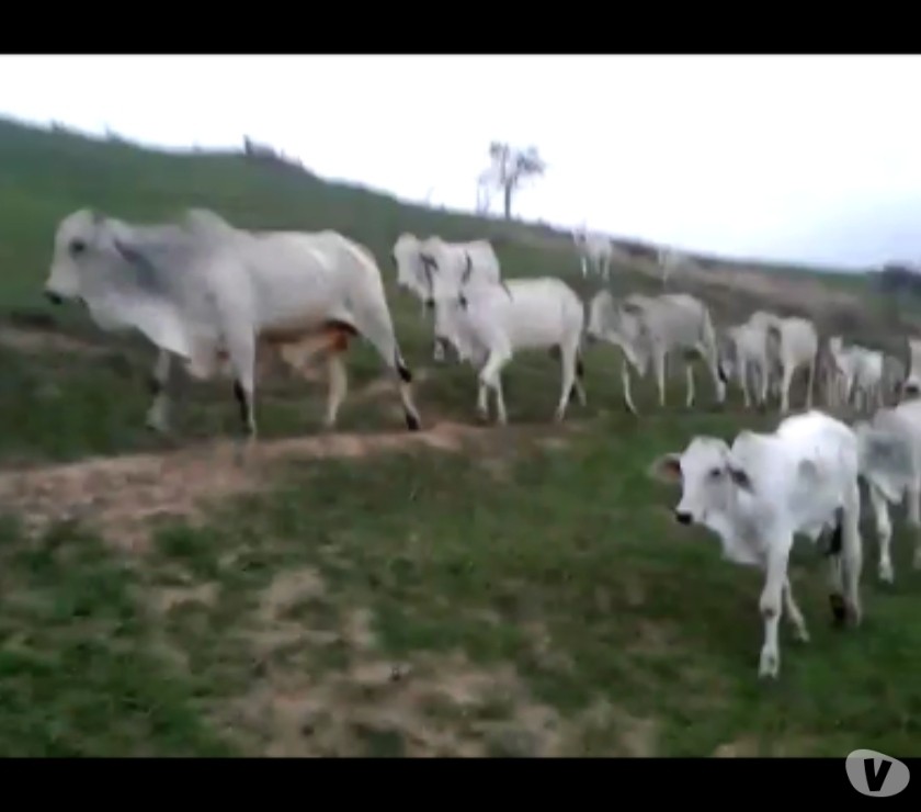 Vacas paridas com Frete Free !!!